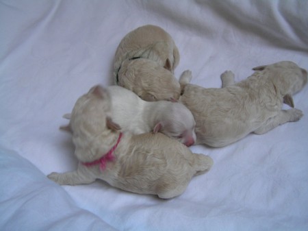 Dorly štěňátka B 8. den